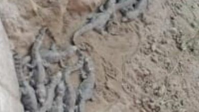 Photo of गंगनहर में मगरमच्छ के बच्चे दिखने से ग्रामीणों में हड़कंप