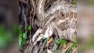 Photo of जब पलक झपकते बिल्ली को निगल गया अजगर,  Video देख खुली रह जाएगी आंखें