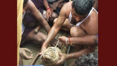 Photo of रामपुर में 20 दिन से थी मगरमच्छ की दहशत, वन विभाग ने इस तरह पकड़ा